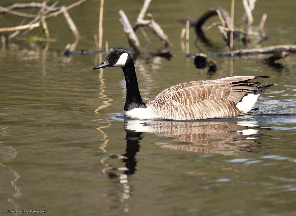 Canada Goose, identification