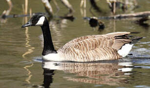 Canada Goose