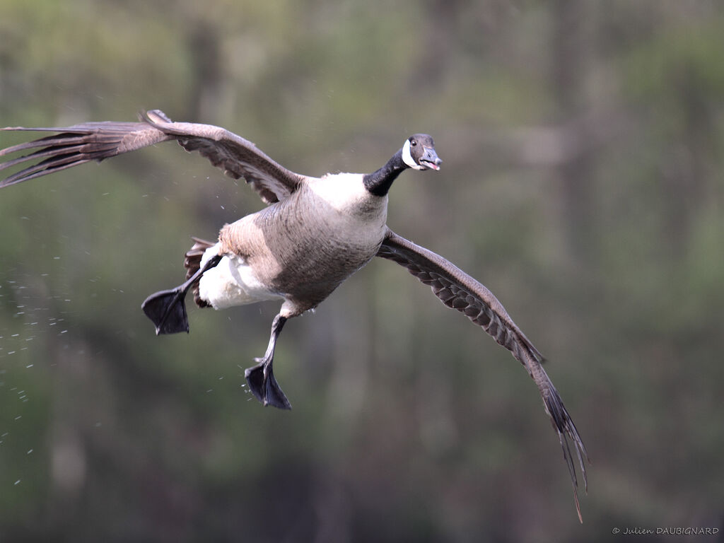 Canada Gooseadult, Flight