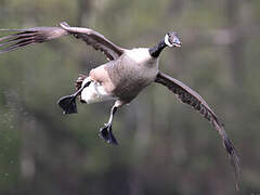 Canada Goose