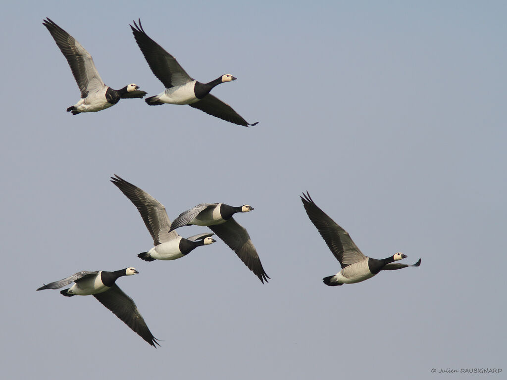 Barnacle Goose, Flight