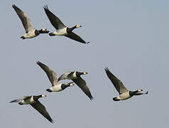 Barnacle Goose