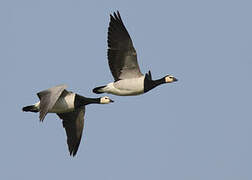 Barnacle Goose