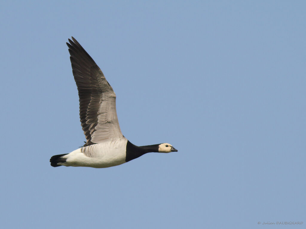 Barnacle Goose, Flight