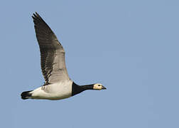 Barnacle Goose