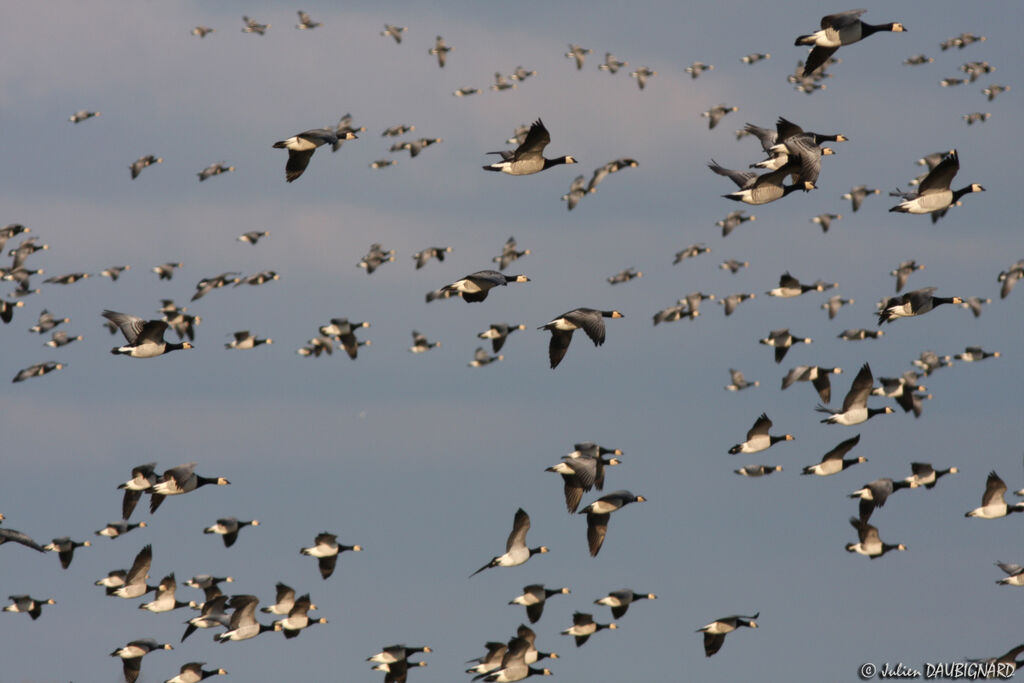 Barnacle Goose, Flight