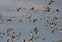 Barnacle Goose