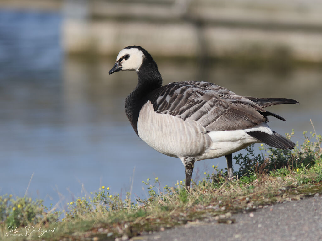 Barnacle Goose, identification
