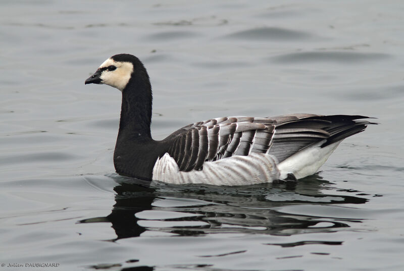 Barnacle Goose, identification, swimming