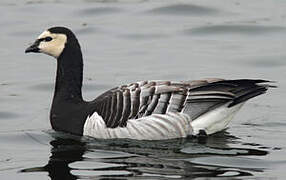 Barnacle Goose