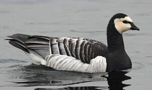 Barnacle Goose