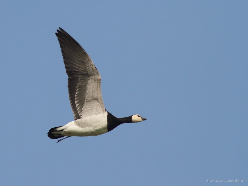 Barnacle Gooseadult, identification, Flight