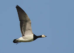 Barnacle Goose