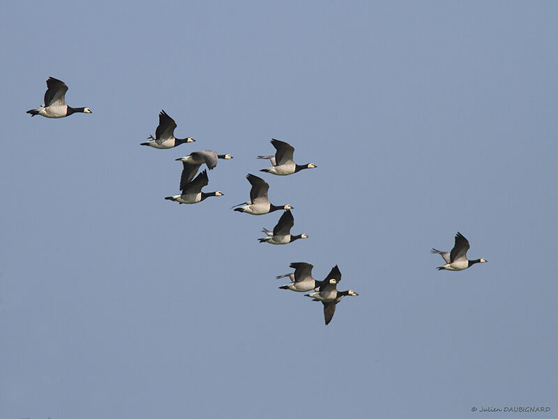 Barnacle Goose, Flight