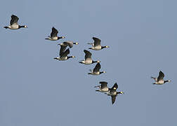 Barnacle Goose