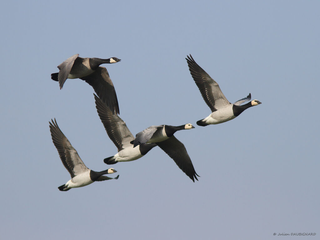 Barnacle Goose, Flight