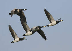 Barnacle Goose