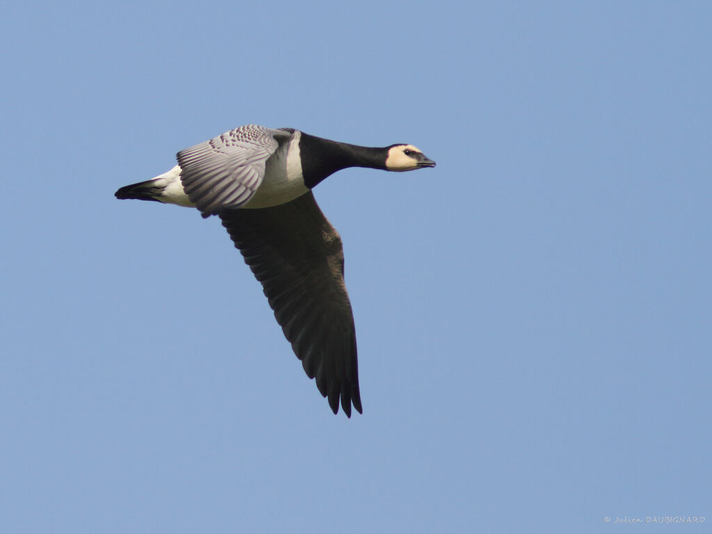 Barnacle Goose, Flight