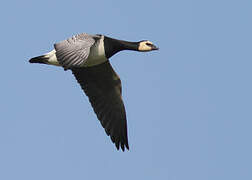 Barnacle Goose