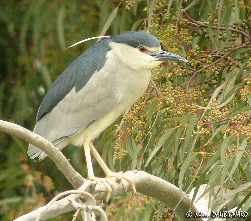 Black-crowned Night Heron