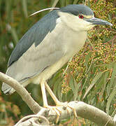 Black-crowned Night Heron