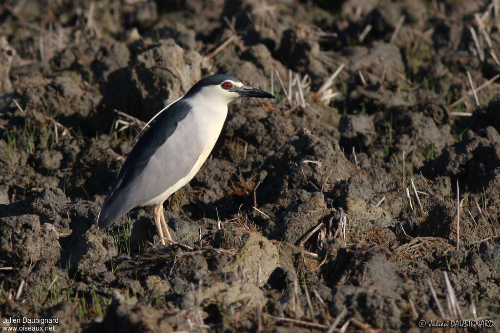 Black-crowned Night Heronadult, identification