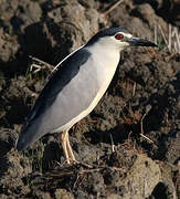 Black-crowned Night Heron