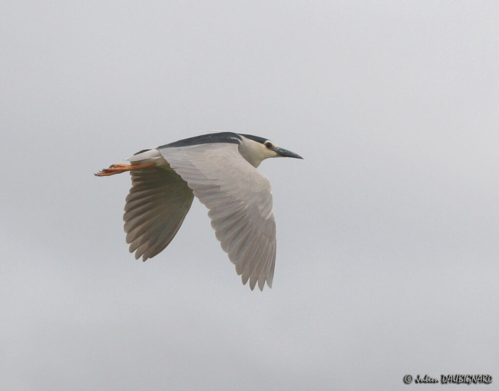 Black-crowned Night Heronadult, Flight