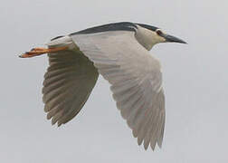 Black-crowned Night Heron