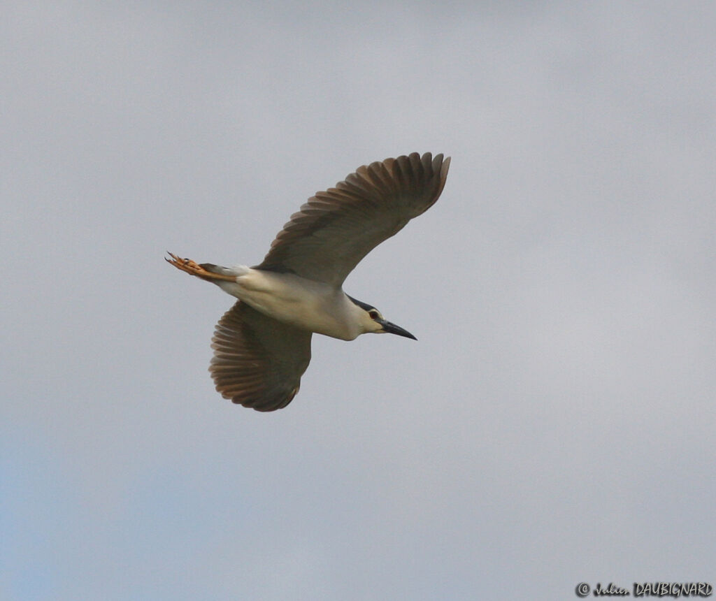 Black-crowned Night Heronadult, Flight