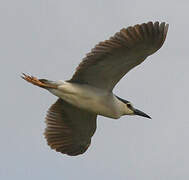 Black-crowned Night Heron