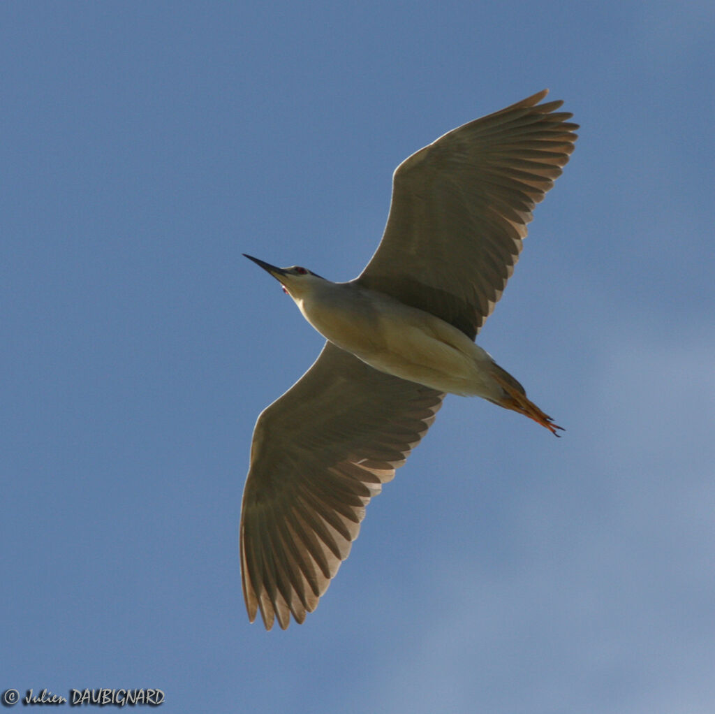 Black-crowned Night Heronadult, Flight