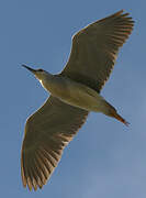 Black-crowned Night Heron