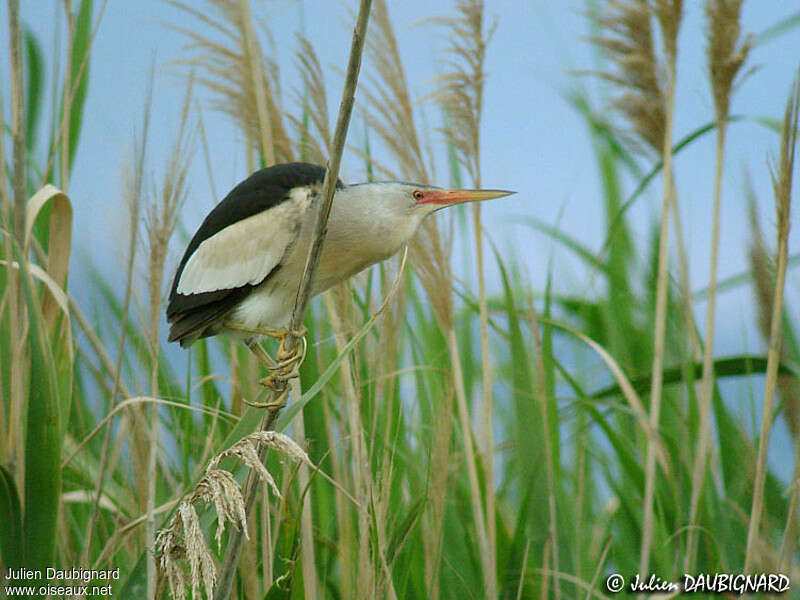 Little Bittern male adult breeding