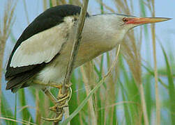 Little Bittern