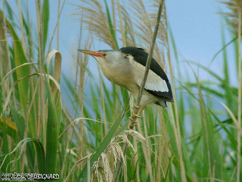 Little Bittern male adult breeding, habitat