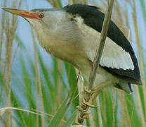 Little Bittern