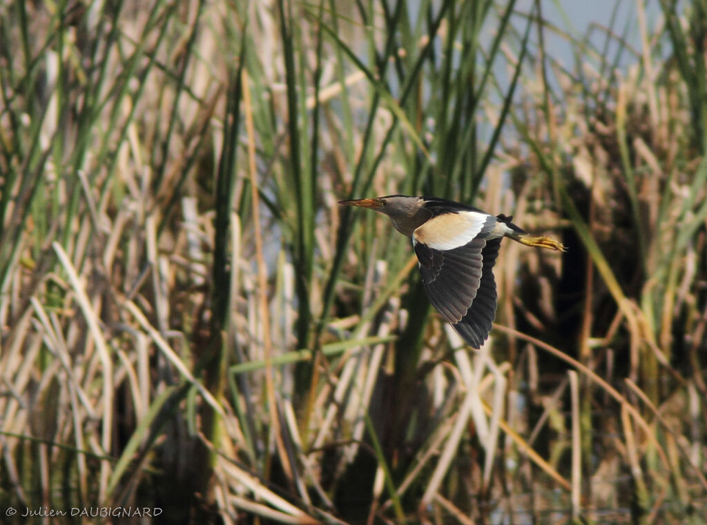 Little Bittern male adult, Flight