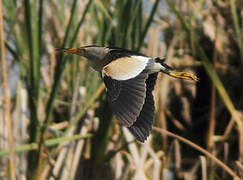 Little Bittern