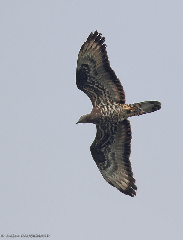 Bondrée apivore, identification