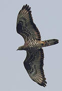 European Honey Buzzard