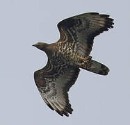 European Honey Buzzard