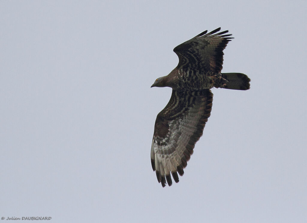 European Honey Buzzard male, Flight