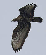 European Honey Buzzard