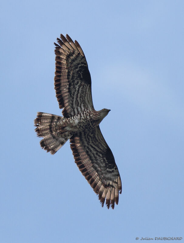 European Honey Buzzard, Flight