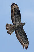 European Honey Buzzard