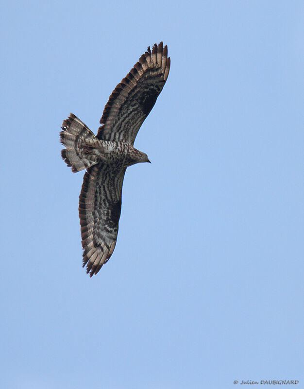 European Honey Buzzard, Flight