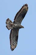 European Honey Buzzard