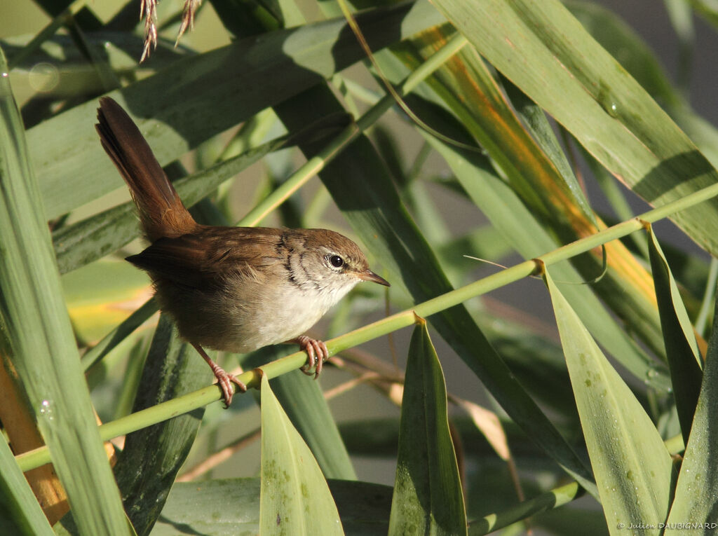 Cetti's Warbler, identification