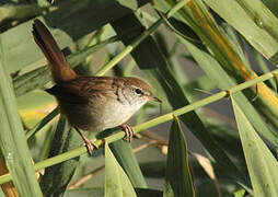 Cetti's Warbler